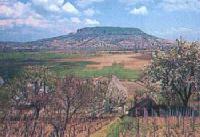 Moravian wineyard